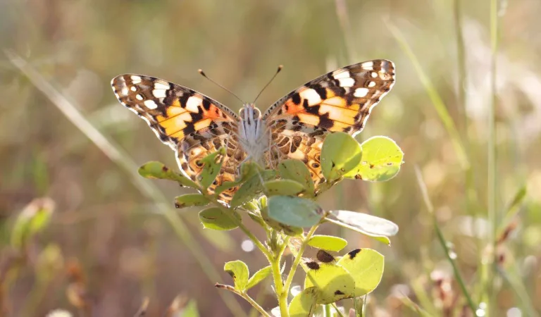 Mariposas que atraviesan océanos 1 Mariposas que atraviesan océanos