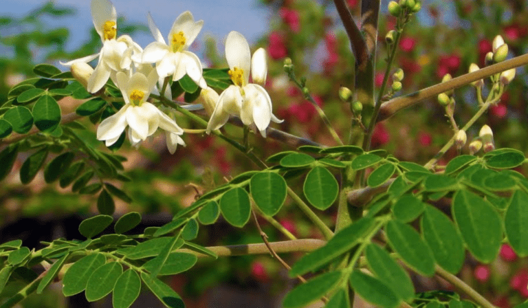 Los secretos de la Moringa: El Árbol de la vida 1 Los secretos de la Moringa: El Árbol de la vida