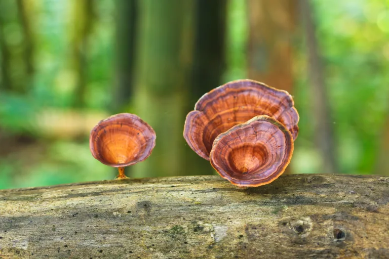 El hongo Reishi: adaptógeno del bienestar 3 El hongo Reishi: adaptógeno del bienestar