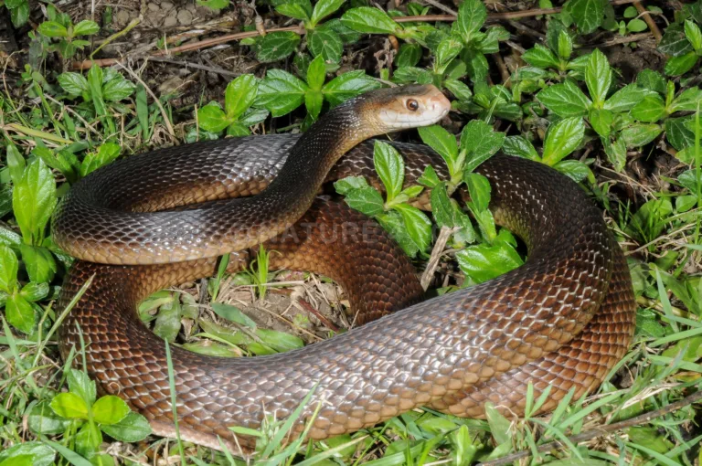 Esta serpiente es capaz de matar a 400 personas con una sola mordida 7 Esta serpiente es capaz de matar a 400 personas con una sola mordida