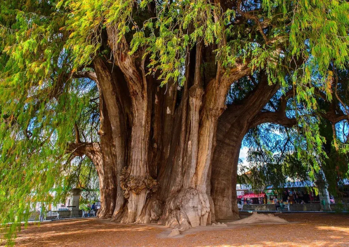árboles longevos