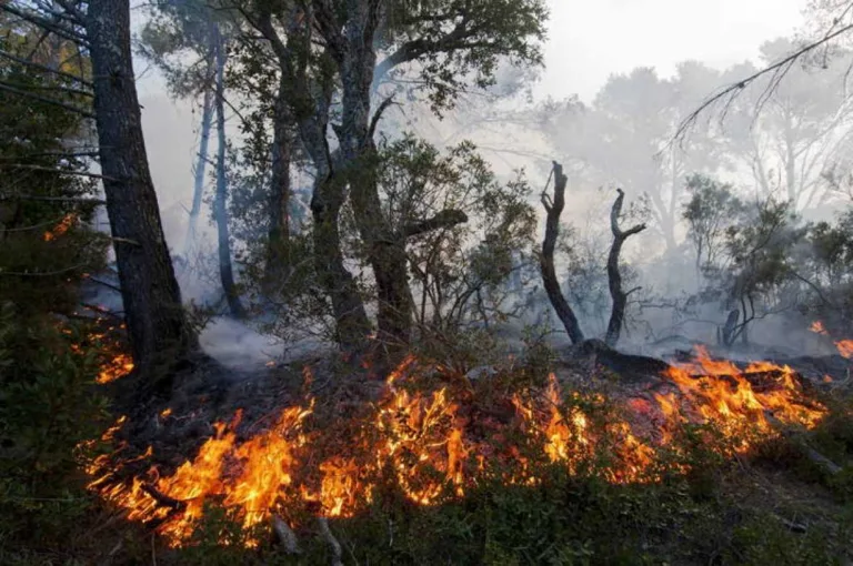 Incendios moderados pasados, reducen incendios graves futuros 1 Incendios moderados pasados, reducen incendios graves futuros