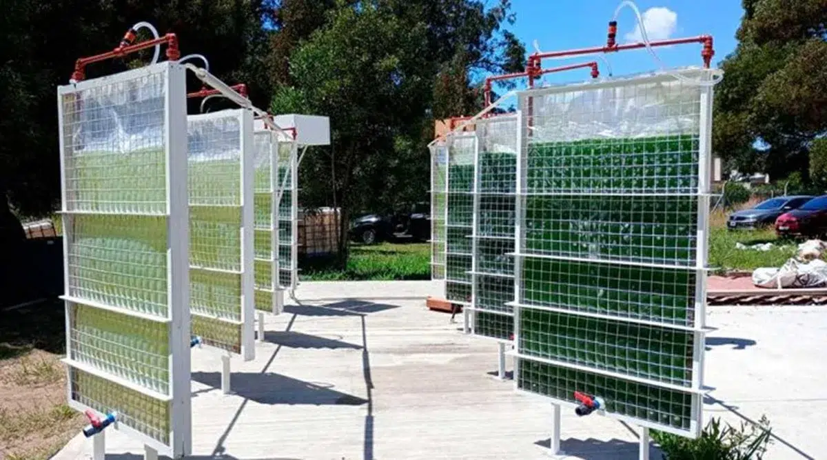 Y-ALGAE los árboles líquidos creados en Argentina 2 y-algae