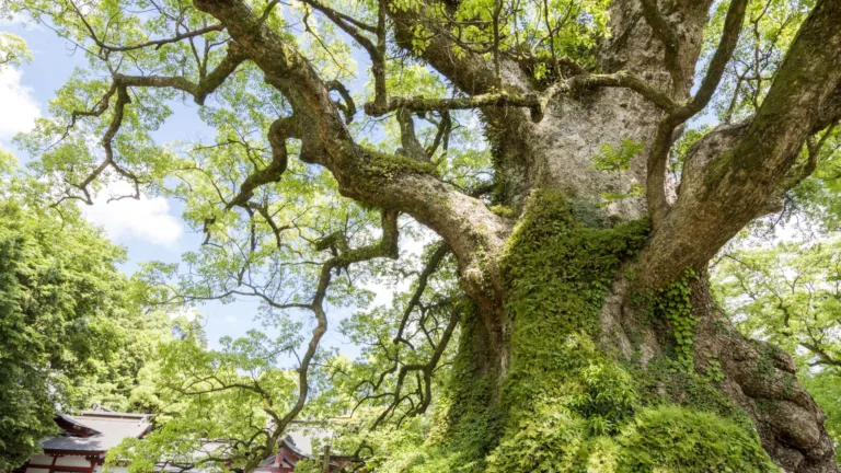 Árboles longevos y la lucha contra el cambio climático 1 Árboles longevos y la lucha contra el cambio climático