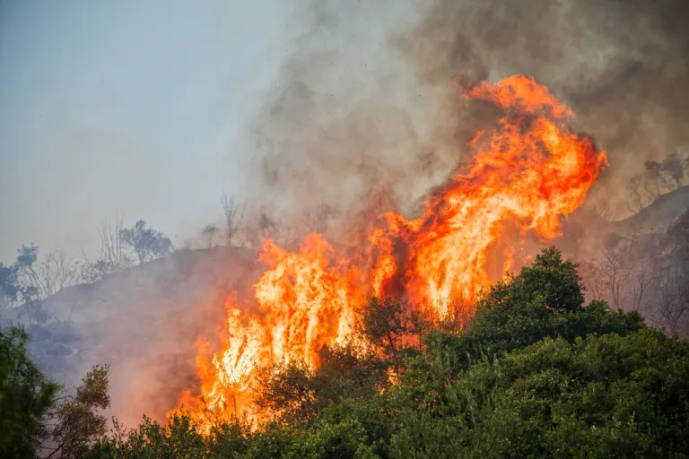 La estrategia de los árboles para evitar el humo de incendios forestales 2 La estrategia de los árboles para evitar el humo de incendios forestales