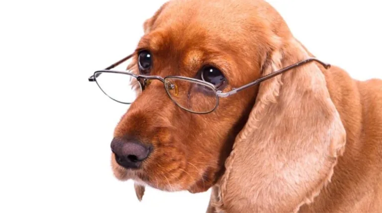 Mejorar la salud de los perros, a través de su dieta 5 Mejorar la salud de los perros, a través de su dieta