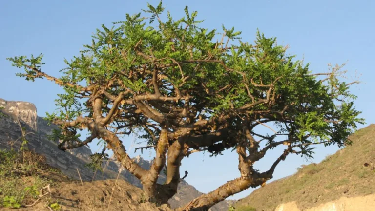 Reviven un árbol extinto a partir de una semilla de 1.000 años