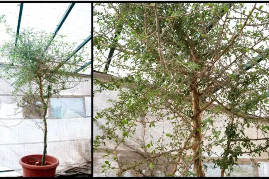 Reviven un árbol extinto a partir de una semilla de 1.000 años 2 árbol extinto