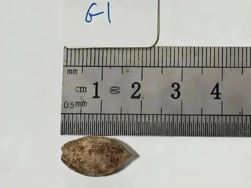 Reviven un árbol extinto a partir de una semilla de 1.000 años 3 árbol extinto