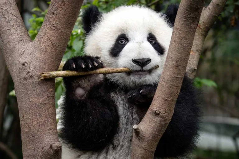 Científicos chinos cultivan células madre de oso panda gigante por primera vez 4 Científicos chinos cultivan células madre de oso panda gigante por primera vez