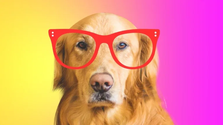 ¿Cómo ven el mundo los perros? Una mirada científica a la visión canina 8 ¿Cómo ven el mundo los perros? Una mirada científica a la visión canina