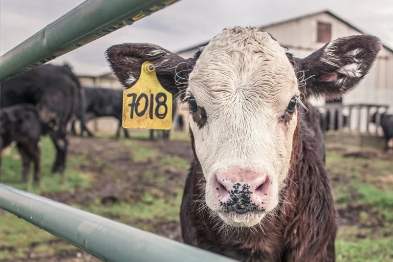 ¿Por qué nuestro sistema alimentario está destruyendo el planeta? 6 ¿Por qué nuestro sistema alimentario está destruyendo el planeta?