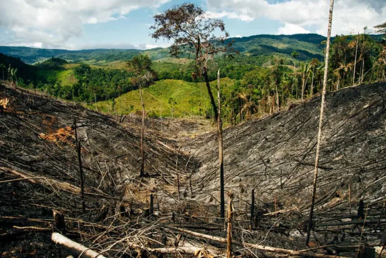 Los 2 países con las tasas más alarmantes de deforestación