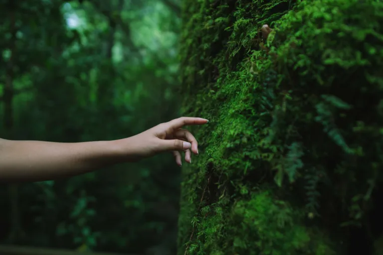 El sentido de la vida sustentable: cómo vivir en armonía con la naturaleza día a día 1 El sentido de la vida sustentable: cómo vivir en armonía con la naturaleza día a día