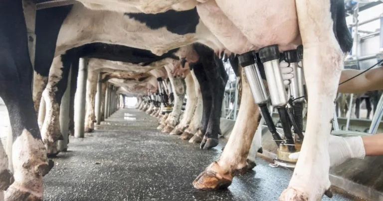 La gripe aviar H5N1 en vacas: un riesgo potencial a través del ordeño 10 La gripe aviar H5N1 en vacas: un riesgo potencial a través del ordeño
