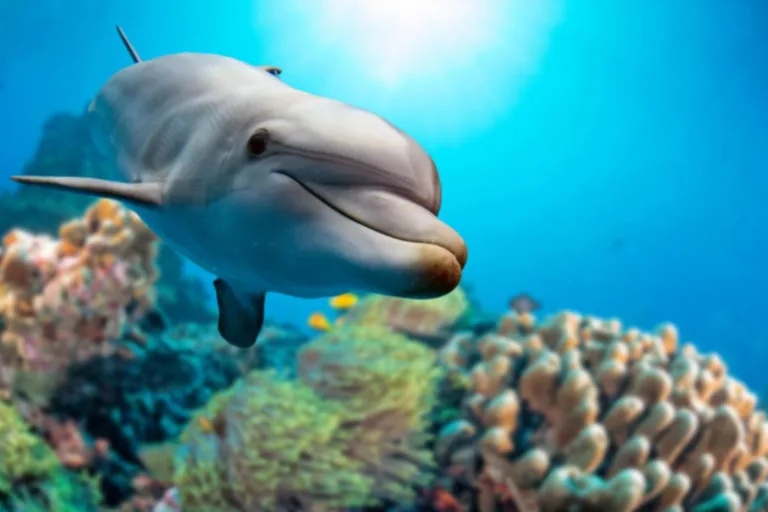 Delfines: la ‘Sonrisa’ que refuerza sus vínculos sociales 9 Delfines: la ‘Sonrisa’ que refuerza sus vínculos sociales