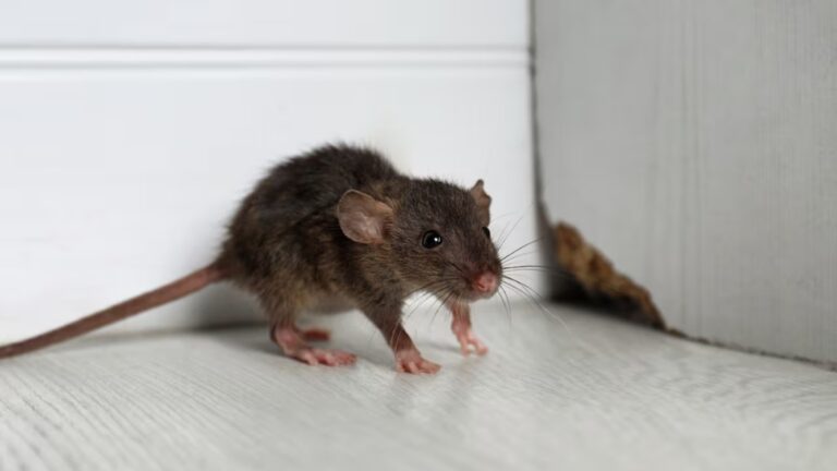 Adiós a los ratones con este truco desconocido: jamás volverás a ver uno en casa