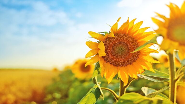 El girasol, el aislante perfecto en construcción: así acaba con la calefacción en invierno 4 El girasol, el aislante perfecto en construcción: así acaba con la calefacción en invierno