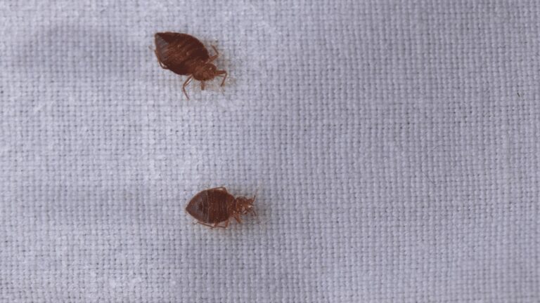 Las chinches se eliminan en invierno: haz esto en casa y no las verás en julio 9 Las chinches se eliminan en invierno: haz esto en casa y no las verás en julio
