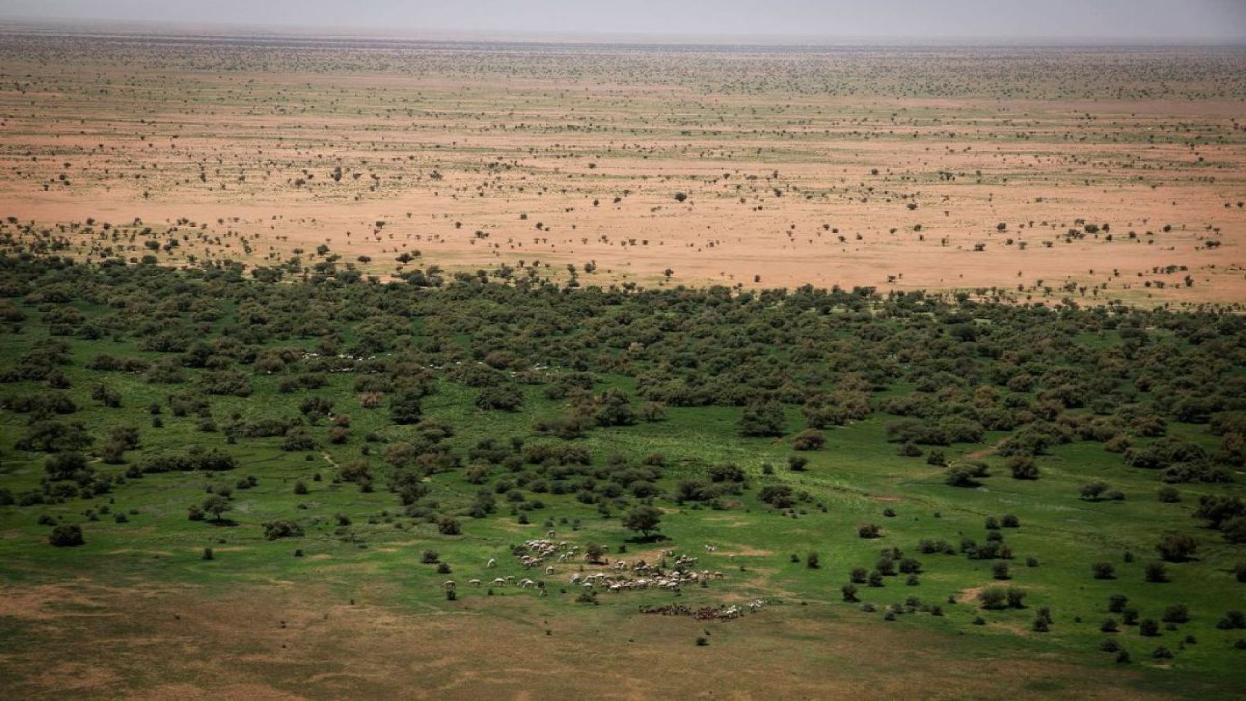 La Gran Muralla Verde continúa creciendo en África: 55 países y 10 000 millones de árboles