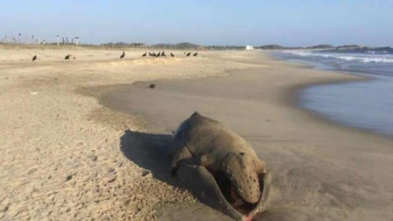 Encuentran ballenato varado en Playa Palmarito 5 Encuentran ballenato varado en Playa Palmarito