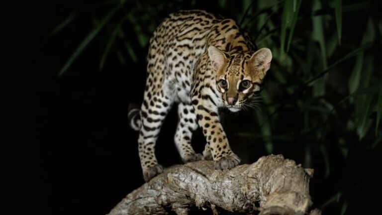 Avistamiento de un puma en Tehuacán causa preocupación entre sus habitantes 8 Avistamiento de un puma en Tehuacán causa preocupación entre sus habitantes