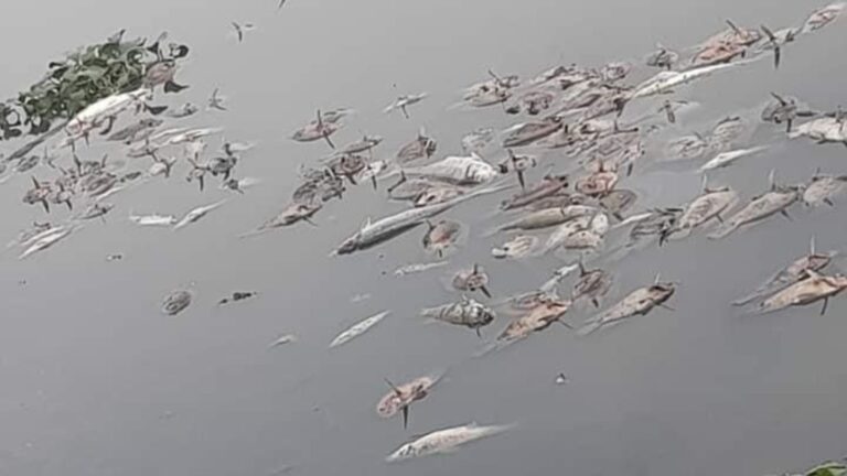 Cientos de peces aparecen muertos en la Laguna del Carpintero en Tampico 10 Cientos de peces aparecen muertos en la Laguna del Carpintero en Tampico