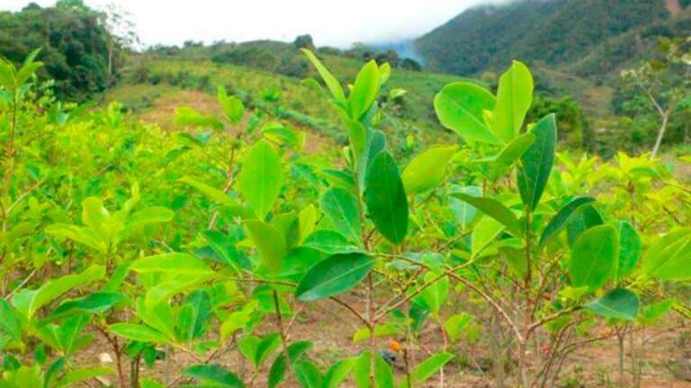 México se une al pedido de Colombia ante la ONU para despenalizar la coca 10 México se une al pedido de Colombia ante la ONU para despenalizar la coca