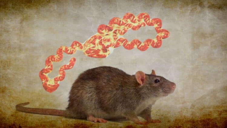 leptospirosis