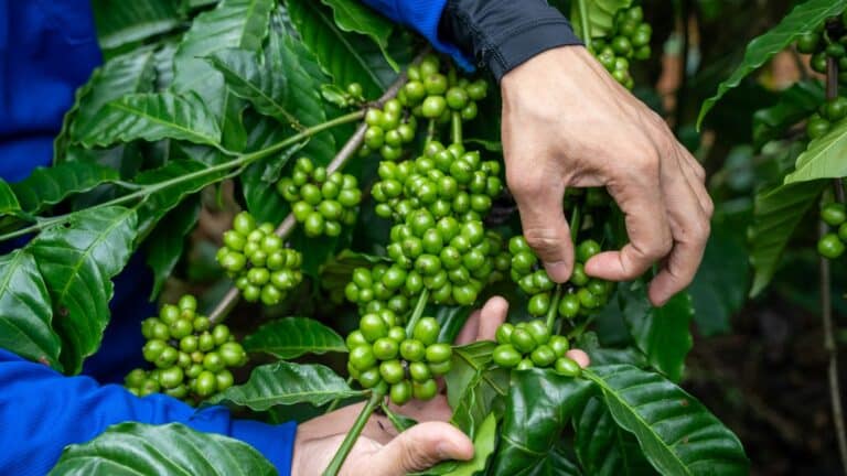 Secretaría de Agricultura y Desarrollo Rural anuncia nueva etapa del café mexicano con reciente ley de Cafeticultura 9 Secretaría de Agricultura y Desarrollo Rural anuncia nueva etapa del café mexicano con reciente ley de Cafeticultura