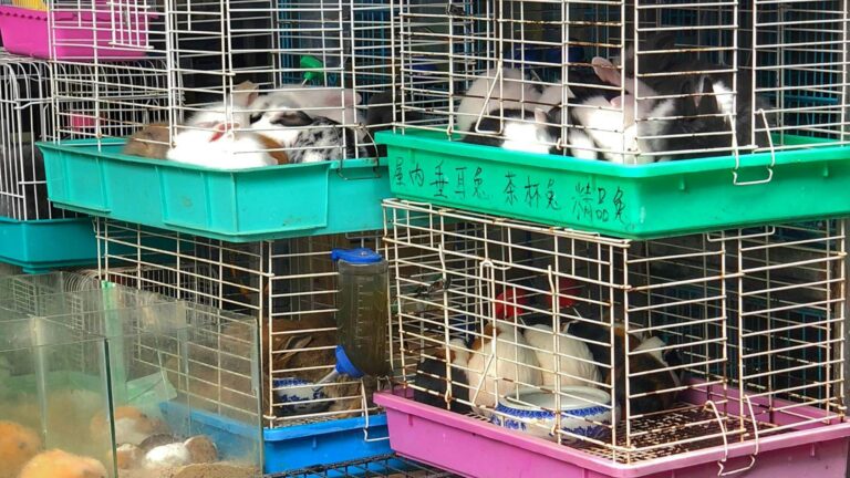 César Cravioto: «Mercado Sonora, sin venta de seres sintientes» reafirma el compromiso de protección animal 6 César Cravioto: «Mercado Sonora, sin venta de seres sintientes» reafirma el compromiso de protección animal