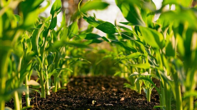 Trump consolida la red de acuerdos que beneficia a agricultores y ganaderos de EE. UU. 3 Trump consolida la red de acuerdos que beneficia a agricultores y ganaderos de EE. UU.