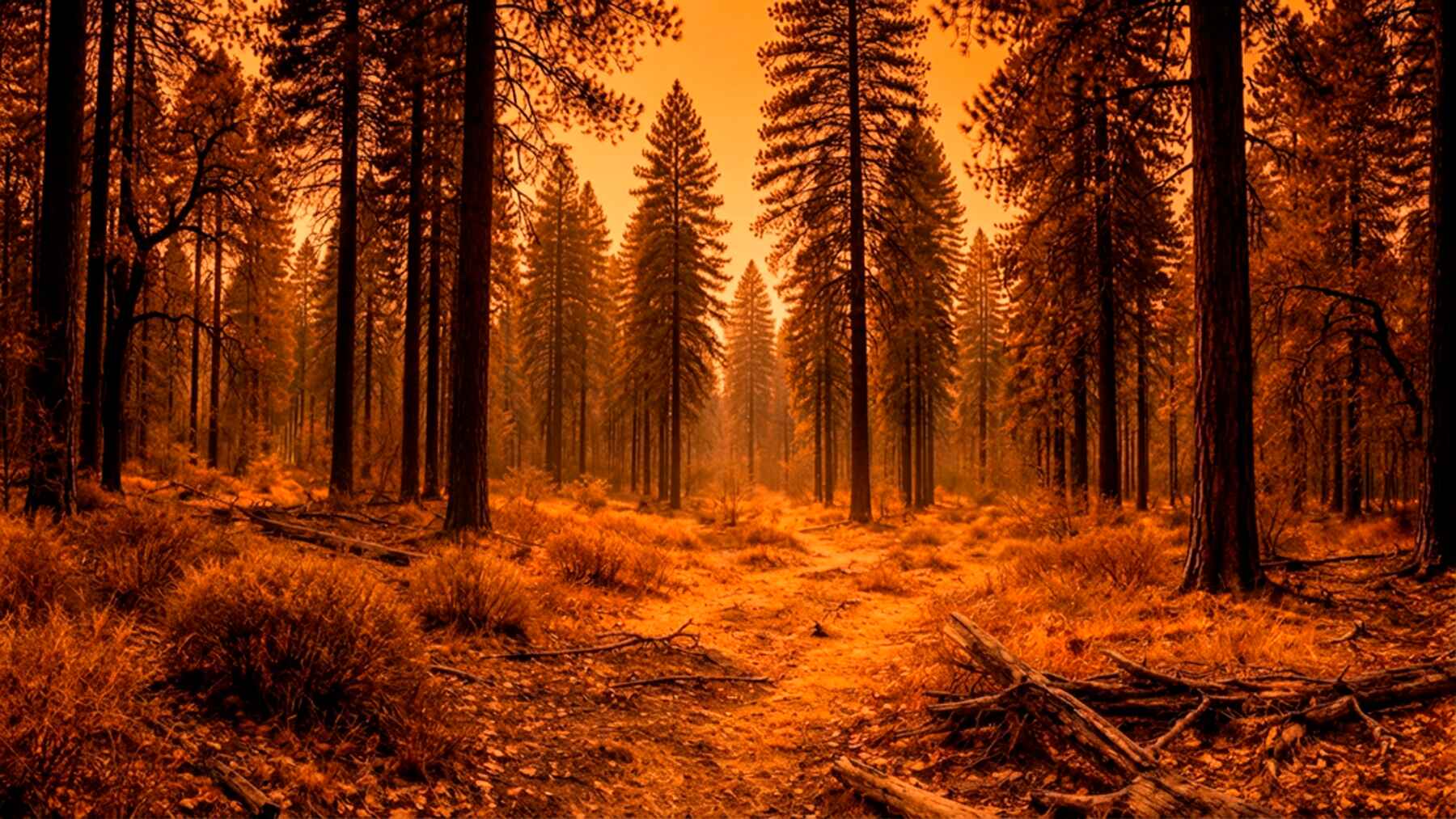 La nevada invernal no fue la esperada y dejó bosques más secos en Estados Unidos: Son las peores noticias cuando se acerca el verano