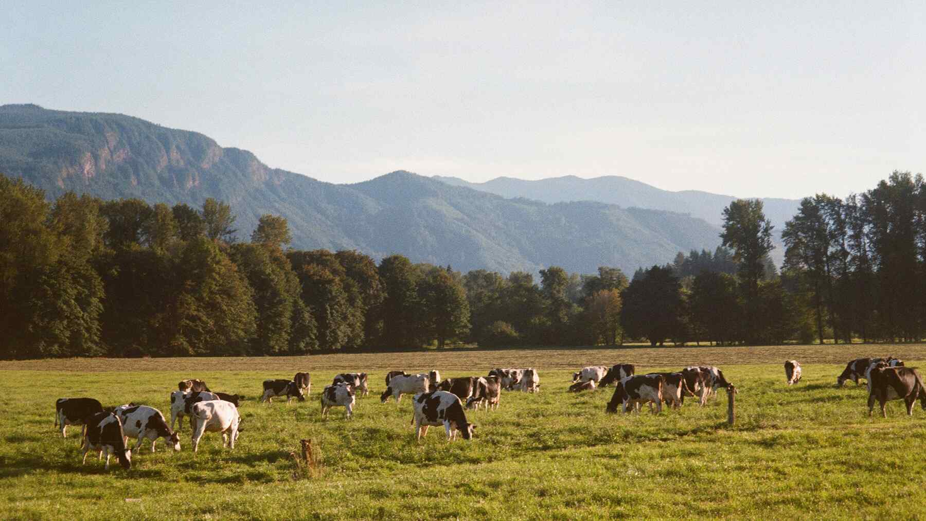 Las altas emisiones de metano de las vacas aceleran el calentamiento global, pero encontraron una solución en el mar: Reduce la contaminación hasta en 77%