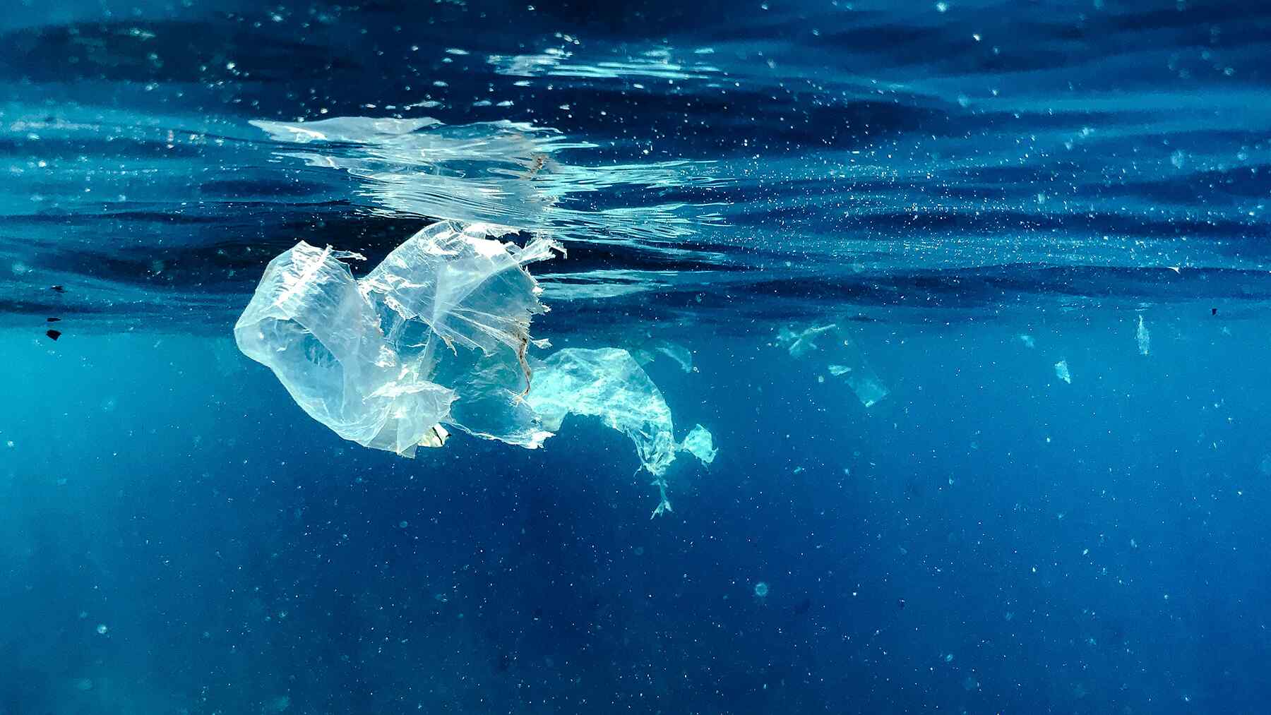 Científicos descubrieron cómo combatir la contaminación plástica y de forma tan rentable, que podrían salvar al planeta: La convierten en alimento para motores