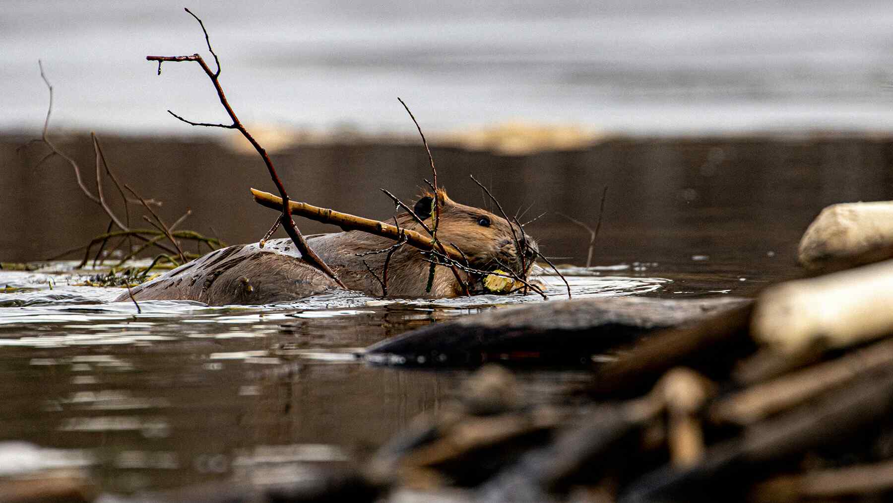 La naturaleza vuelve a sorprender a los científicos: Los castores no solo rediseñan ríos, también crean infraestructura climática