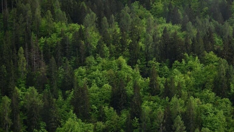 La deforestación tropical cayó un 36% en 2025 pero el mundo perdió 25 millones de hectáreas de bosque 6 La deforestación tropical cayó un 36% en 2025 pero el mundo perdió 25 millones de hectáreas de bosque