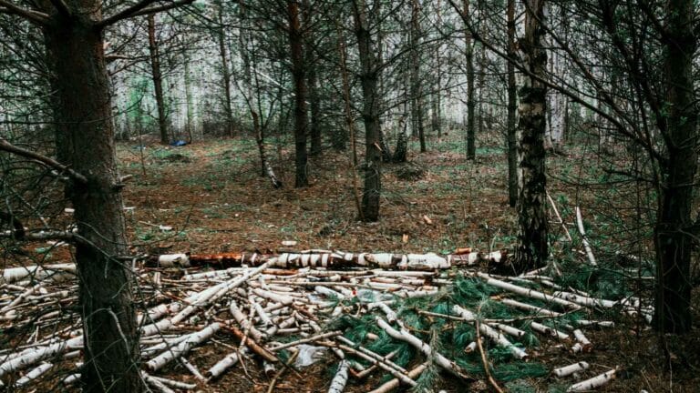 La industria forestal de Florida genera US$29 000 millones, según un nuevo estudio de la Universidad de Florida