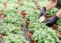 fertilizantes