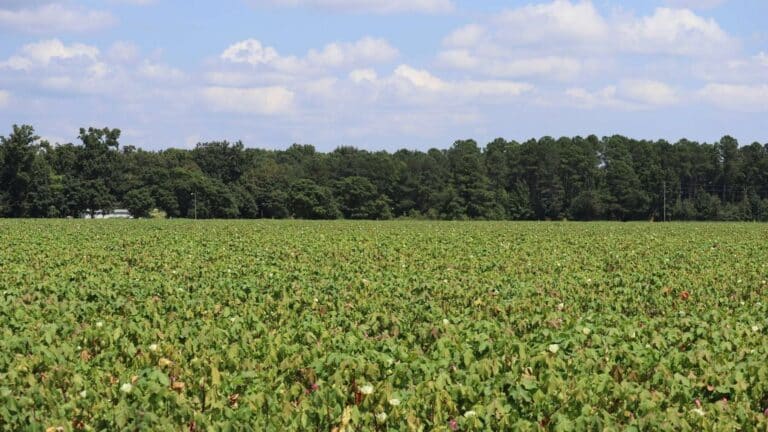La administración Trump elimina la norma de conservación de tierras federales para ampliar la producción energética en 245 millones de acres