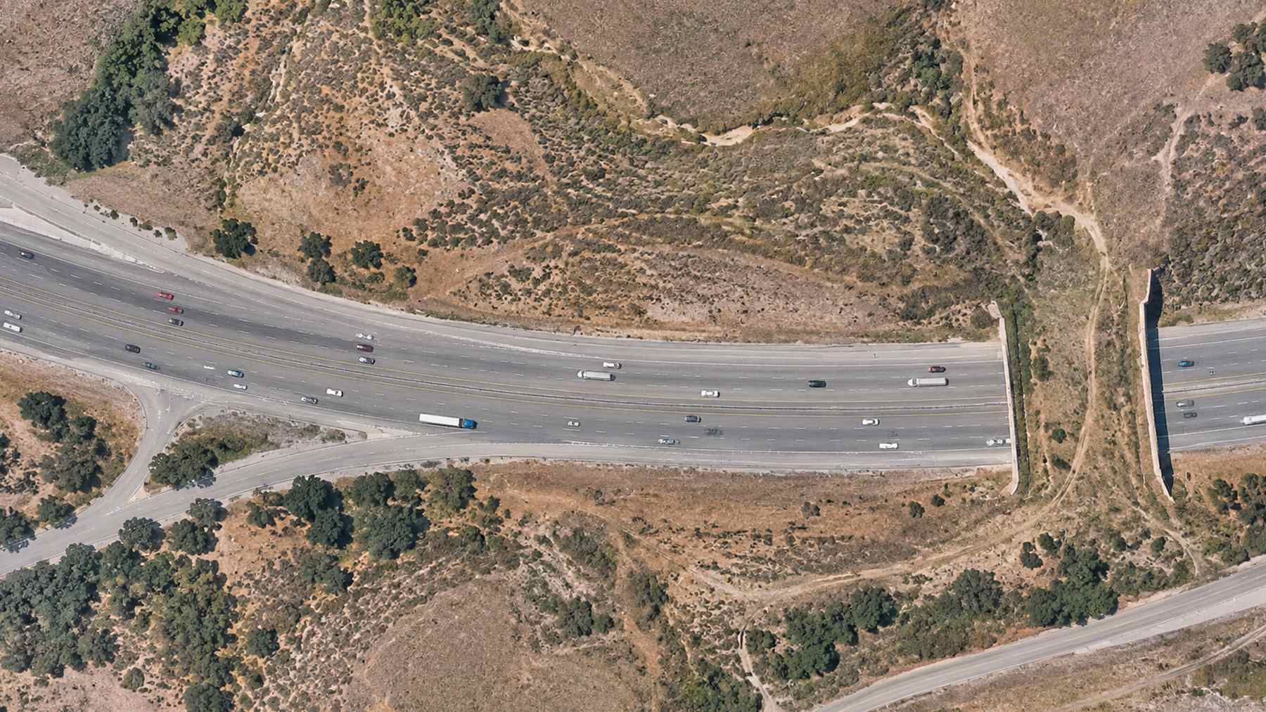Construyeron 27 cruces de fauna y sus carreteras muestran una caída histórica de choques con animales, salvando incontables vidas