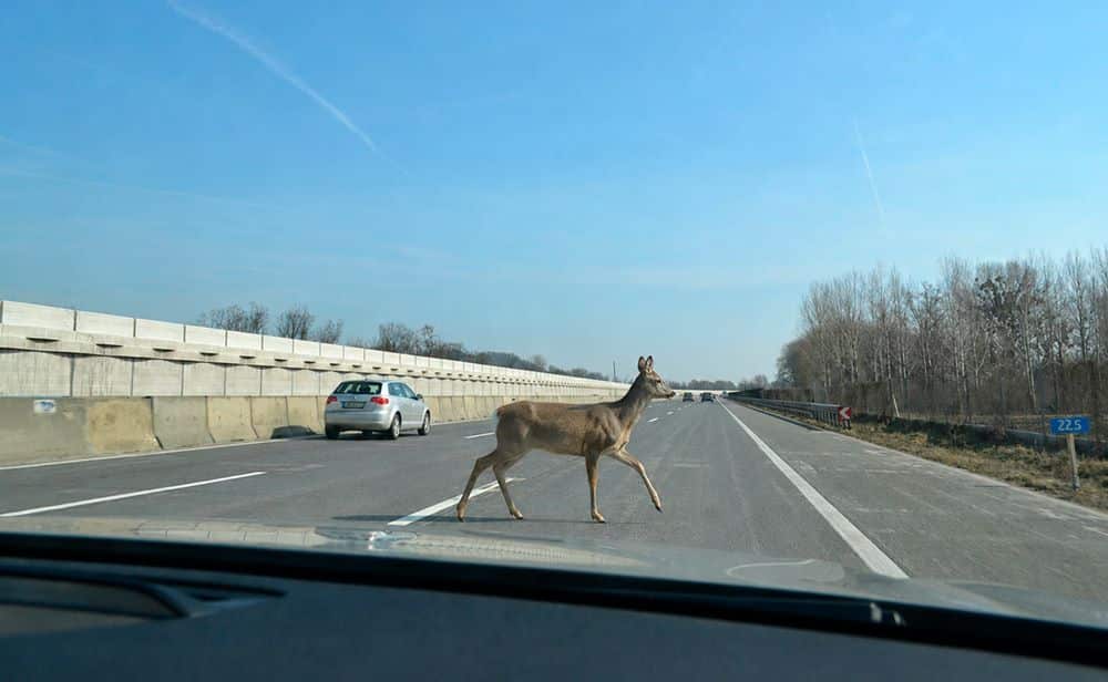 Construyeron 27 cruces de fauna y sus carreteras muestran una caída histórica de choques con animales, salvando incontables vidas 2 animales