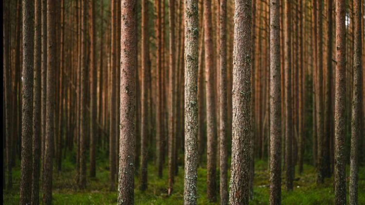 India sumó más de 2 millones de hectáreas de bosque y demostró que las políticas forestales pueden transformar el paisaje, pero los datos muestran que no todos los árboles cuentan igual 1 India