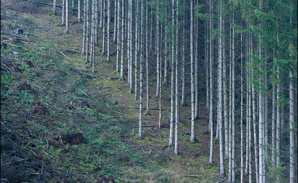 India sumó más de 2 millones de hectáreas de bosque y demostró que las políticas forestales pueden transformar el paisaje, pero los datos muestran que no todos los árboles cuentan igual 2 deforestación-bosques