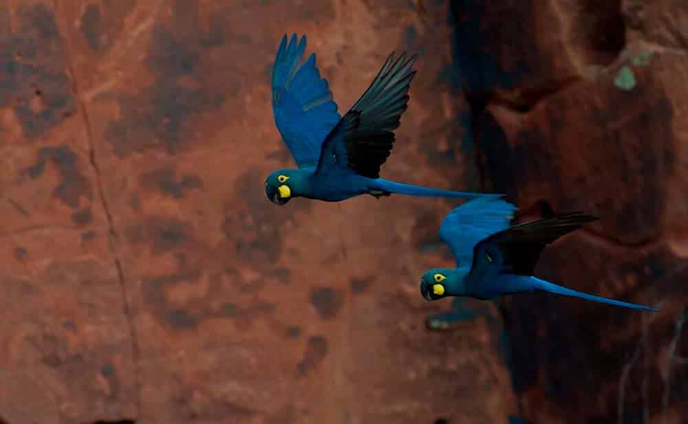 A medida que se extiende la deforestación, una guacamaya brasileña que estaba recuperando su población tras estar al borde de la extinción se desplaza hacia zonas rurales donde enfrenta un nuevo peligro que ya ha cobrado la vida de casi 200 individuos, la red eléctrica 2 guacamaya