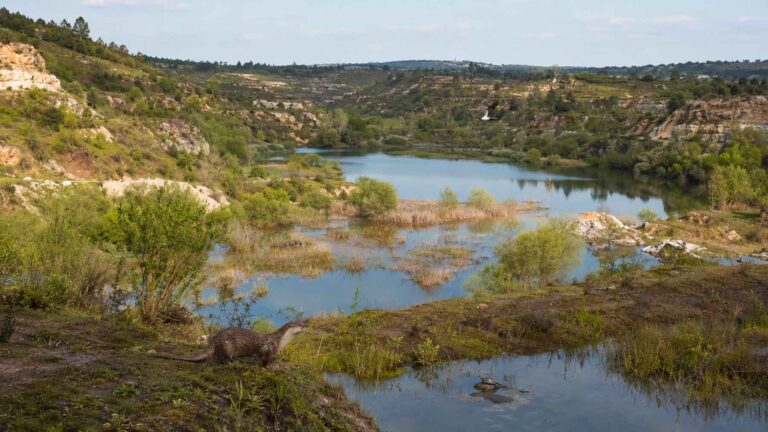 Una antigua mina en Portugal explotada durante décadas dejó un terreno de 300 hectáreas con muchos cráteres y poca vida, hasta que proyectos de recuperación y mucha agua lograron convertir el lugar en un nuevo ecosistema con cientos de especies animales y vegetales