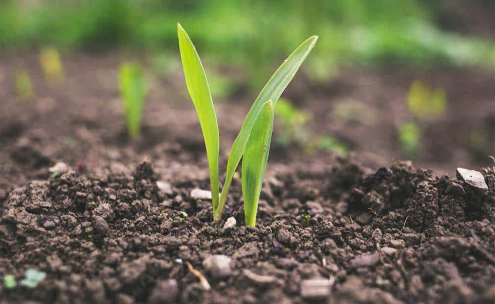 Producir alimentos a gran escala se vuelve un desafío en un planeta donde el agua es cada vez más escasa, por eso, científicos estadounidenses desarrollaron un spray capaz de duplicar el crecimiento de tomates en invernaderos 2 plantas-agua