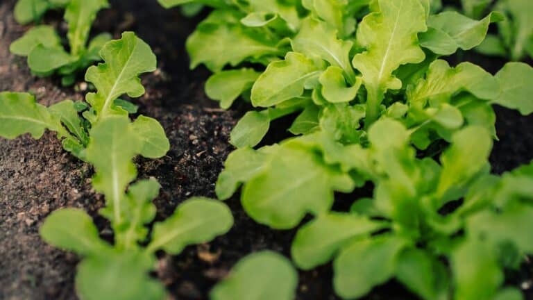 Los 5 beneficios de cuidar la salud de las plantas para garantizar alimentos y un clima estable