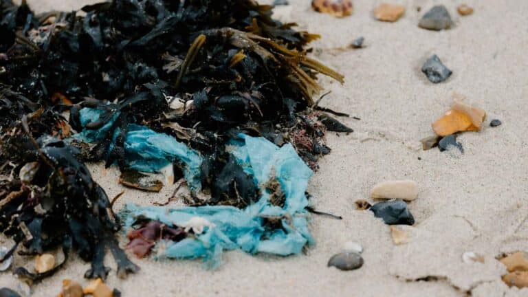 6 claves sobre el monitoreo de contaminantes costeros que cumplió cuatro décadas en EE. UU. 6 6 claves sobre el monitoreo de contaminantes costeros que cumplió cuatro décadas en EE. UU.