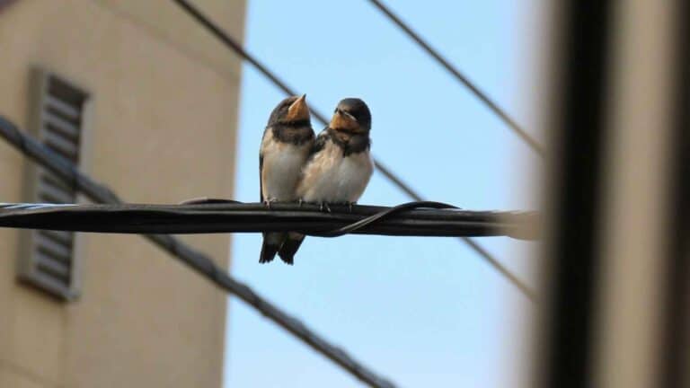 El Congreso de los Estados Unidos aprueba el programa federal para proteger hábitats de aves urbanas 10 El Congreso de los Estados Unidos aprueba el programa federal para proteger hábitats de aves urbanas